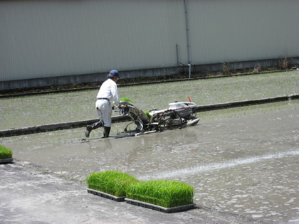 田植え