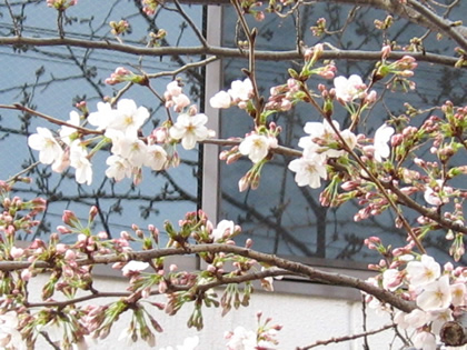 桜咲く