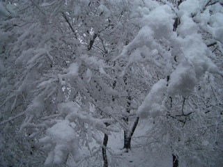 雪