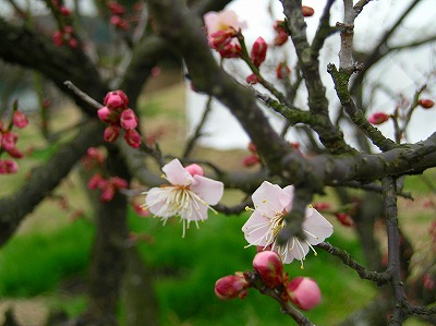 060224紅梅