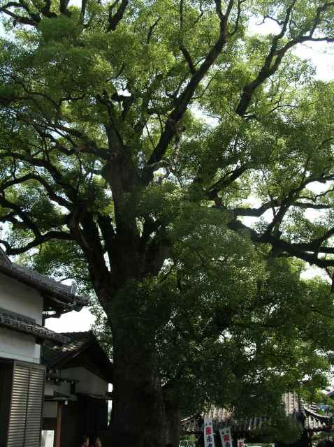 060810お寺。楠の木