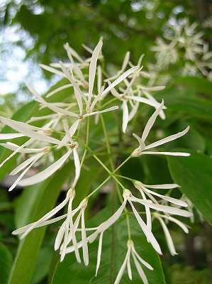 070504ヒトツバタゴ２