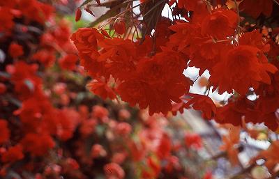 080511ベゴニアRVP2