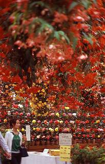 080511ベゴニアRVP4