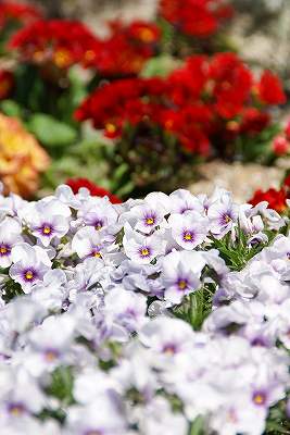 070429梅の館花壇１