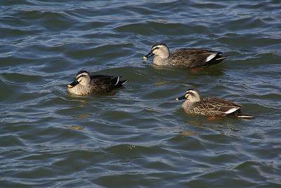 080114健康の森･カモ