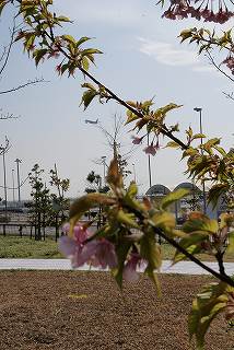 080316セントレア河津桜２