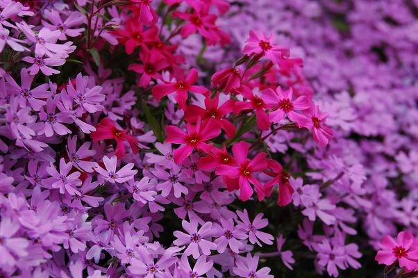 芝桜・大