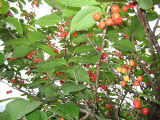 IMG_8954  さくらんぼ.JPG