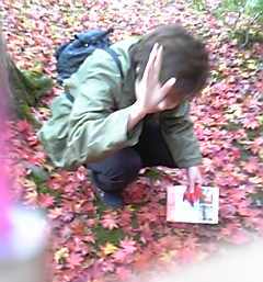 落ち葉とエル！