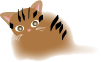 茶色猫