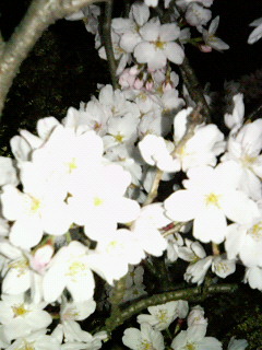 木次夜桜5