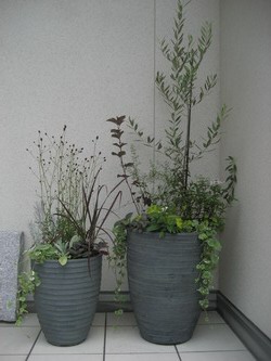 玄関横植木.jpg