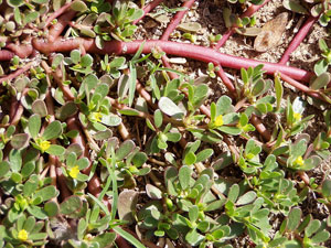 800px-Portulaca_oleracea_stems.jpg