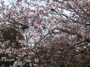 hanami-009.jpg