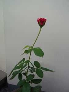 rose824-003.jpg