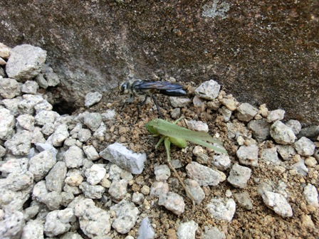 コピー ~ CIMG0870.JPG