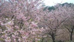 河津桜