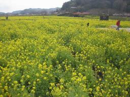 菜の花畑