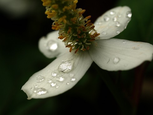 花びらにピアス？