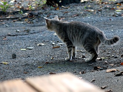 ご近所のにゃんこ。推定♀