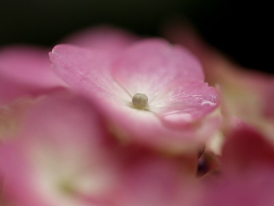 ピンクの紫陽花