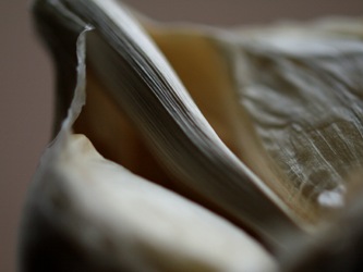 にんにくマクロ