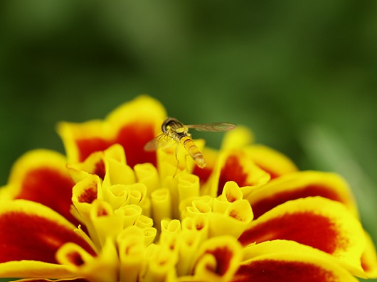 赤と黄色と蜂と