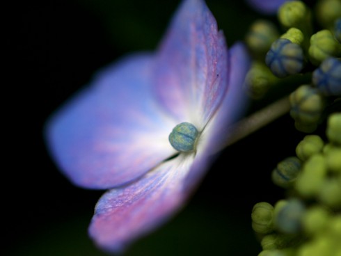 紫陽花１
