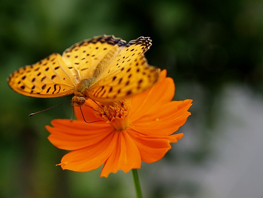 蝶とコスモス(?)