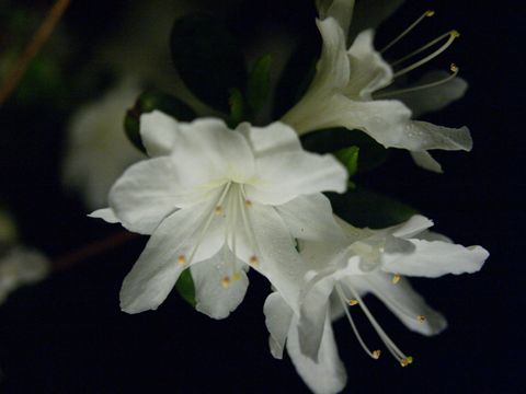 旦那ちょい撮りその２