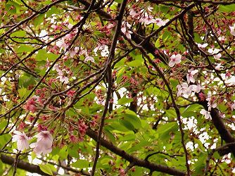 緑と桜色。