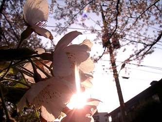 夕陽と桜