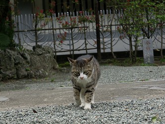 妙本寺 猫１