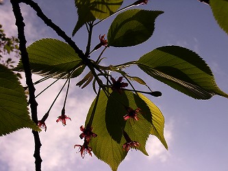 桜の葉。