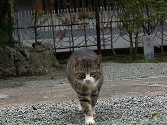 妙本寺 猫２