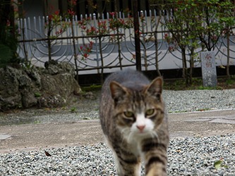妙本寺 猫３