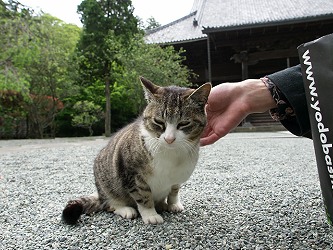 妙本寺 猫４