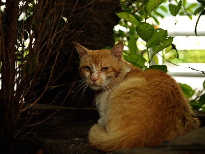 こっち向いた迷彩猫