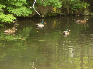 アリスガーデン 池.jpg