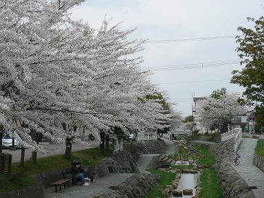 080429安春川沿いの桜・水があると映えます.JPG