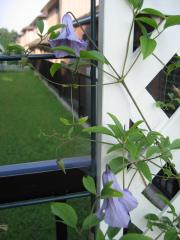 ベティー・コーニング