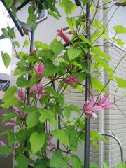 ダッチェス・オブ・アルバーニ