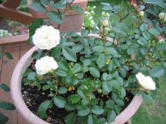 グリーンアイス