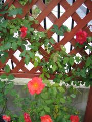 つるプリンセス・ミチコ