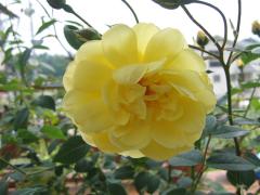 ER　ブライト・スピリット