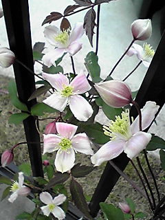 クレマチス　紅小町