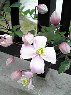 クレマチス　紅小町