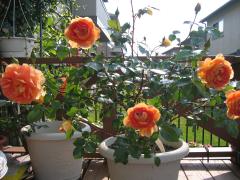 ER パット・オースチン