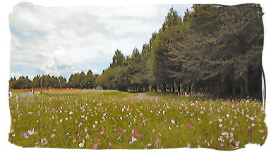 花の丘公園～ｺｽﾓｽ♪.jpg